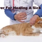 prayer-for-healing-a-sick-pet