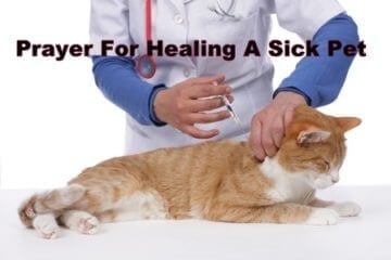 prayer-for-healing-a-sick-pet