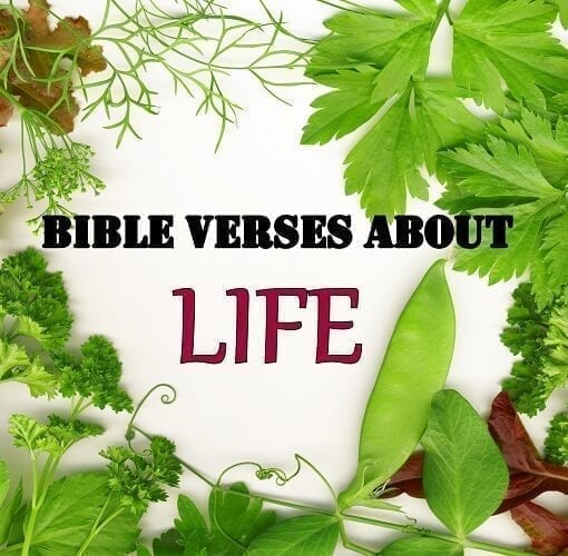 BIBLE VERSES ABOUT LIFE
