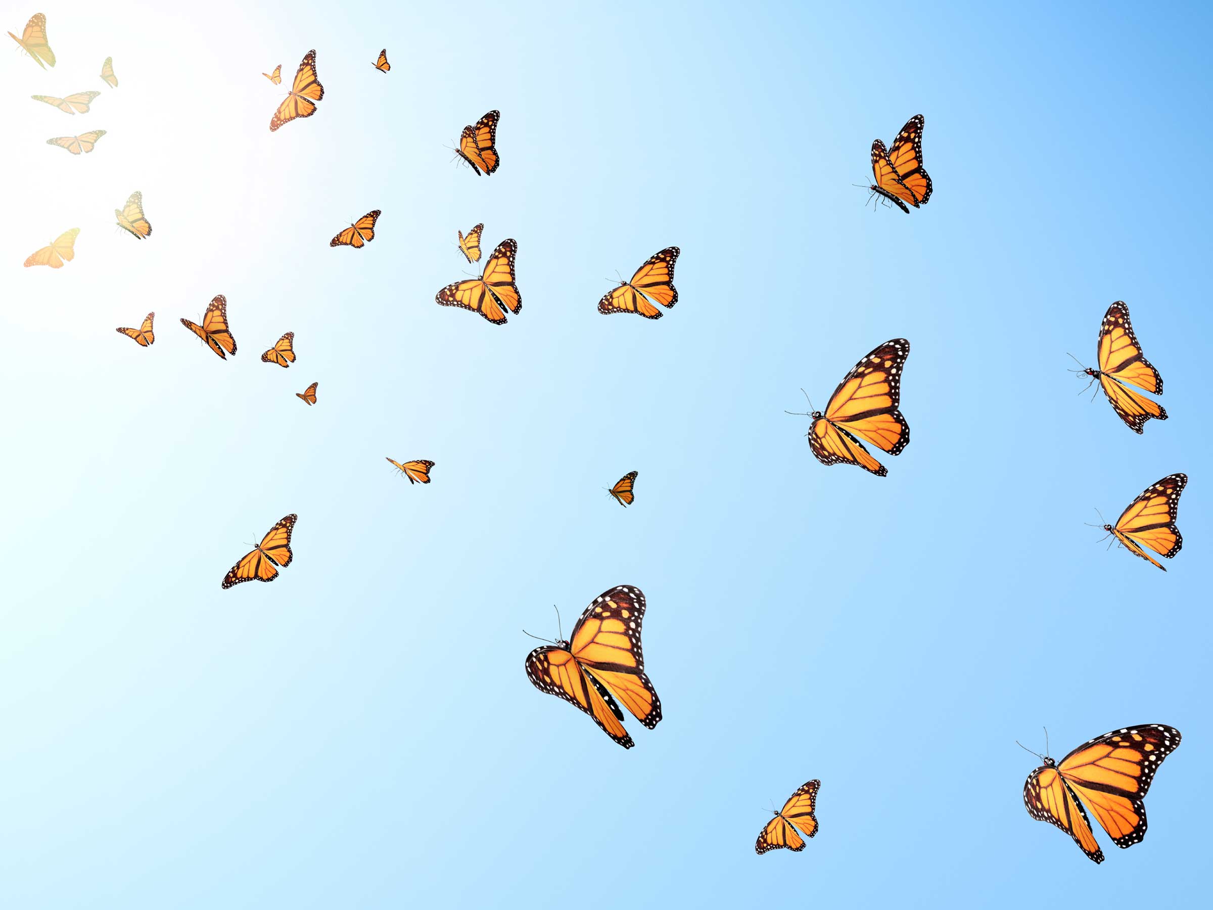 Бабочки летают вокруг. Стая бабочек. Много бабочек. Бабочки летают. Стайка бабочек.