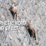 prophetic word hinds feet