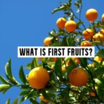 what is first fruits